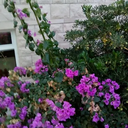 Apartment Rajko - 40 M From *